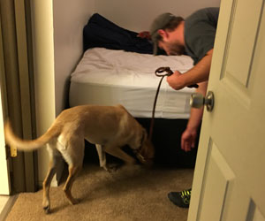 Canine searching for bed bugs in dorm