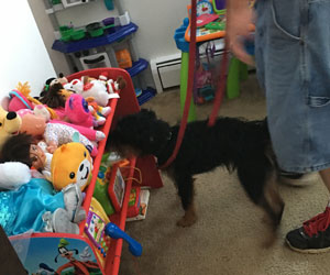 Canine searching for bed bugs in child's room