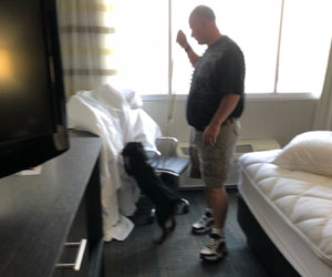 Canine searching for bed bugs in motel room