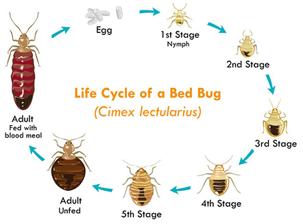 Bed Bug Cycle