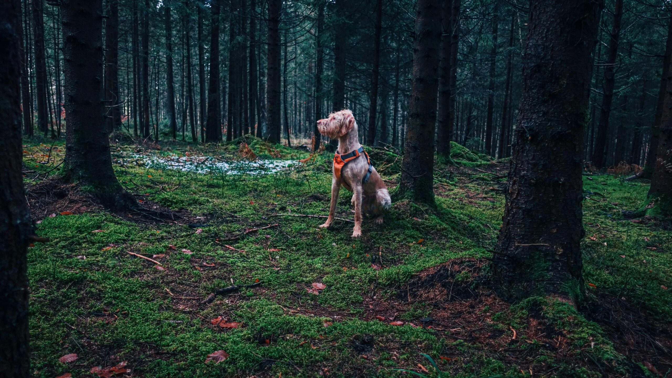 BedBug Characteristics