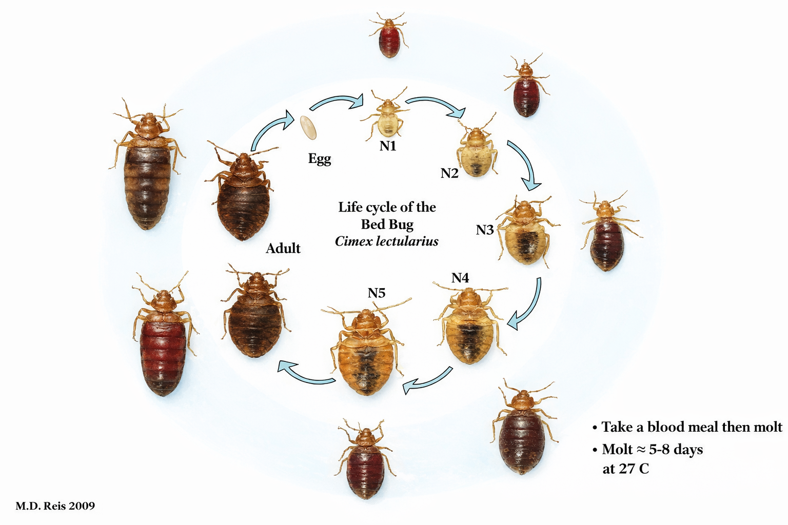 Bed Bug Biology and Behavior